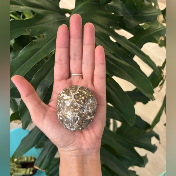 Ocean Jasper Palmstone - Picture 5 of 5